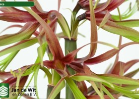 hippeastrum Chico ® (2)